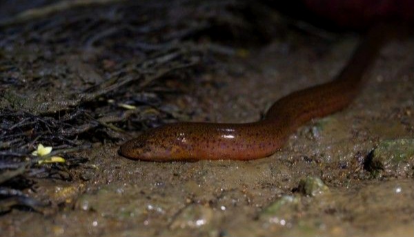 Fakta Menarik Tentang Belut ! Ikan Mirip Ular yang Hidup di Lumpur