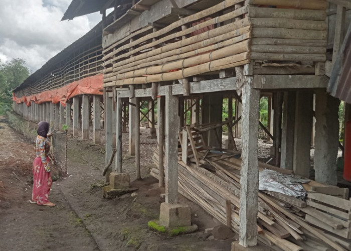 Pasokan Ayam Meningkat, Perawatan Dimaksimalkan