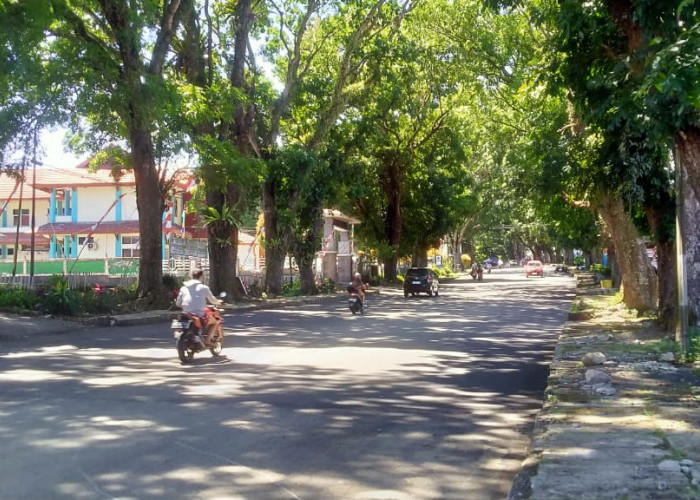 Pohon Tua di Jalan Sukowati Dinilai Membahayakan, DPRD Desak DLH Segera Bertindak