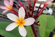 Inilah Makna Tersembunyi Bunga Kamboja, Selalu Identik dengan Bali !