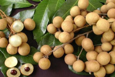 Wajib Tahu ! Tips Aman Memberikan Kelengkeng pada Anak agar Tidak Berlebihan