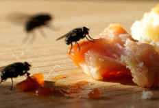 Benarkah Makanan yang Dihinggapi Lalat Masih Halal ? Ini Penjelasan Ilmiah dan Hadisnya