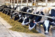 Butuh Modal Usaha Sapi Perah ? Cek Syarat dan Cara Ajukan KUR BRI 2025