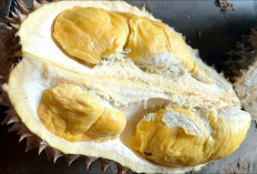 Sudah Memasuki Musim Durian, Ingat Beberapa Menu Ini Tidak Boleh Dimakan Bersama Durian, Simak Ada Apa Saja