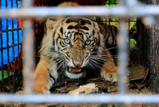 Harimau Sumatera Masih Sering Terlihat di Kabupaten Lebong, Disini Lokasinya! 