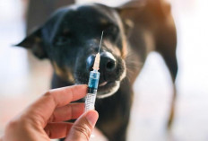 Vaksinasi Hewan Penular Rabies di Rejang Lebong Sasar 23 Desa dan Kelurahan, Ini Daftarnya!