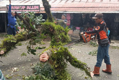 Angin Kencang Tumbangkan Pohon, Nyaris Timpa Pengendara