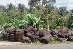 Produksi Ijuk Menurun, Petani Prioritaskan Panen Kopi