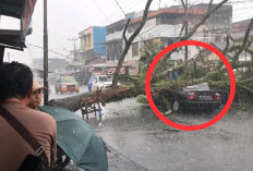 Sedan Tertimpa Pohon Tumbang  di Pasar Atas Curup, Akses Jalan Sempat Tertutup