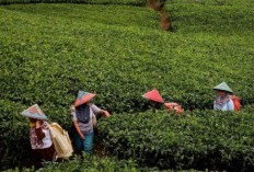  Tolak Rekomendasi Perpanjangan HGU Kebun Teh 