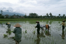 Petani Padi Sambut Baik Kenaikan HPP Gabah