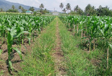 Hadapi Kekeringan, Pemerintah Beri Solusi Ini ke Petani Rejang Lebong!