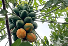 Inilah Alasan Pepaya Jadi Buah Wajib untuk Wanita yang Peduli Kesehatan 