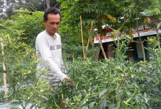 Ini Harga 3 Cabai Tingkat Petani di Rejang Lebong, Turun Drastis Sejak 2 Bulan Lalu!!