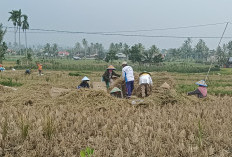 3.500 Hektare Sawah Masuk Lahan Pertanian Berkelanjutan