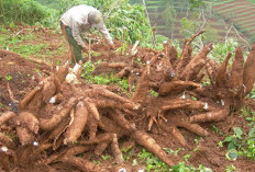 Petani Galakkan Tanam Ubi Kayu