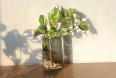 Anti Gerah ! 6 Tanaman Ini Bisa Turunkan Suhu Rumah Tanpa Bantuan AC