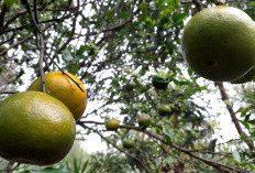 Ingin Panen Jeruk Lebat ? Begini Cara Menanam dan Merawatnya dengan Benar