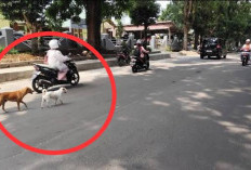  Satpol PP Rejang Lebong Segera Tindak Pemilik Hewan Berkaki Empat yang Ganggu Ketertiban Umum
