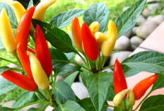 7 Alasan Kamu Harus Lebih Berani Makan Cabai !