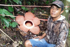 Warga Temukan Bunga Rafflesia Mekar Saat Cari Rotan