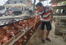 Harga Ayam Pramuka Masih Stabil, Bisa Naik Mendekati Lebaran