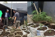  Polres Rejang Lebong Ungkap Tersangka Tanam Ganja Dalam Rumah