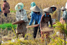 Kebijakan Baru Pemerintah ! Sederetan Kelompok yang Boleh Beli Elpiji 3 Kg