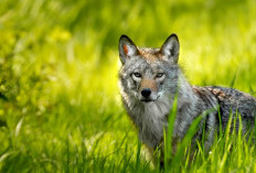 Mengenal Hewan Coywolf, Lebih Mirip Anjing, Coyote atau Serigala ?