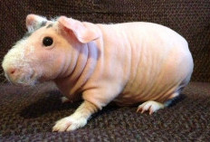 5 Fakta Menarik tentang Skinny Pig, Si Marmut Tanpa Bulu yang Lagi Viral