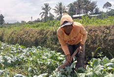Petani Sayuran di Curup Keluhkan Serangan Hama Saat Musim Hujan