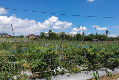 BPN Ungkap Cara Resmi Buat Sertifikat Tanah Tanpa Ribet dan Tanpa Pungli 
