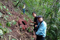 MasyaAllah! Ratusan Bunga Rafflesia Mekar di Rejang Lebong, Momen Langka dan Buat Takjub