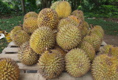 Awas! Empat Kombinasi Makanan Ini Bisa Berbahaya Jika Dikonsumsi Bersama Durian