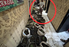  Polisi Dalami Peran Pemilik Kebun Ganja di Dalam Rumah, Diduga Tak Sekadar Pengguna