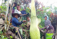 Ladang Rafflesia di Bermani Ulu Kurang Diperhatikan