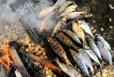  Keamanan Pangan Terancam ? Ini Fakta tentang PAHs dalam Makanan