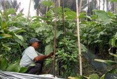 Petani Keluhkan Harga Terong Panjang Masih Murah