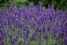 Begini 8 Cara Menanam Bunga Lavender