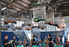 Puluhan Peserta Ramaikan Lomba Burung Berkicau di GOR Curup, Ini Daftar Kelas yang Dilombakan!