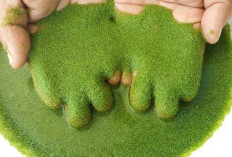 Bukan Kismis atau Blueberry, Ini Dia Buah Terkecil di Dunia yang Jarang Diketahui !