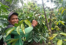 Harga Stabil, Tapi Produksi Kopi Petani Rejang Lebong Menurun