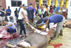 Total 1.746 Hewan Kurban Disembelih di Rejang Lebong