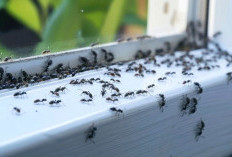 Ampuh ! Ini Cara Menghilangkan Semut di Rumah dengan Bahan Dapur Sederhana