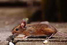 Usir Tikus dari Rumah dengan Cara Alami dan Ampuh
