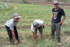 Dampak Perubahan Iklim, Petani Bawang Merah Keluhkan Hama Ulat