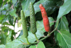 5 Fakta Unik Cabai Jawa, Rempah Tradisional yang Tak Lekang oleh Waktu