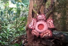 Rafflesia Hasseltii Mekar di Curup