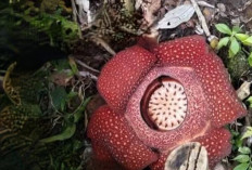 Rafflesia Arnoldii Mekar Sempurna di Selupu Rejang 