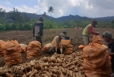 Pemerintah Desa Dusun Sawah Panen Ubi Cilembu